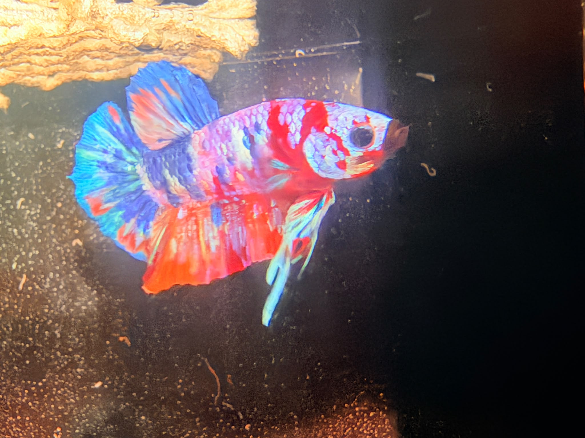 Halfmoon Blue Galaxy
